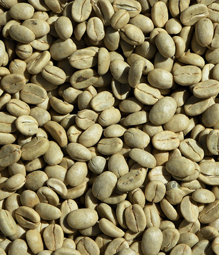Coffea arabica
 	50% de ácidos clorogénicos; <2% de cafeína